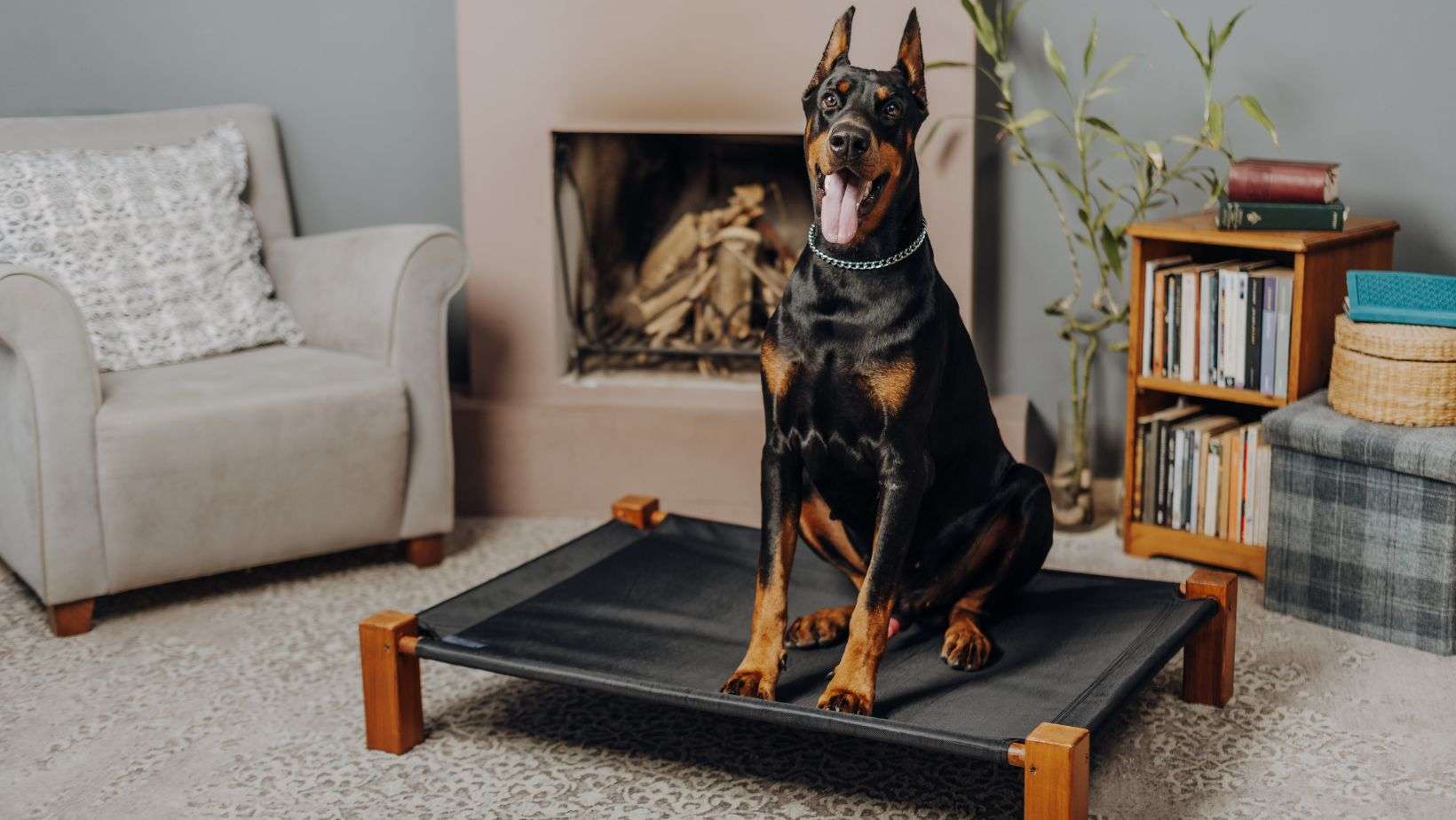 8 Best Outdoor Dog Beds In 2023 - Dogshunter